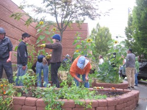 2010BCC garden