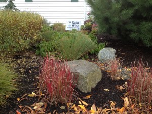 Even in the winter, the rain garden's plantings are colorful!