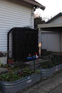 This super-cistern holds 620 gallons. It can water the plantings in the driveway all summer long.