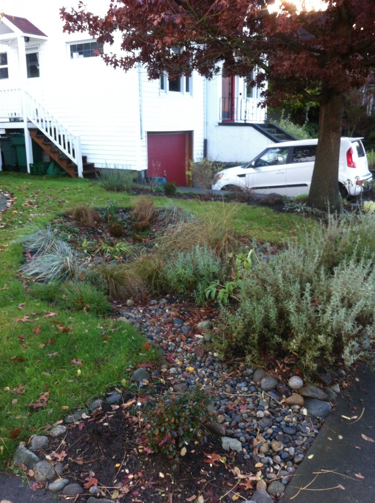 Tom was interested in a rain garden as an interesting landscape feature, and also as a way to reduce the amount of lawn in the yard.