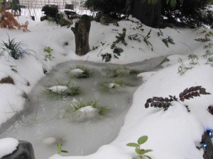 In winter, it's a snow garden!