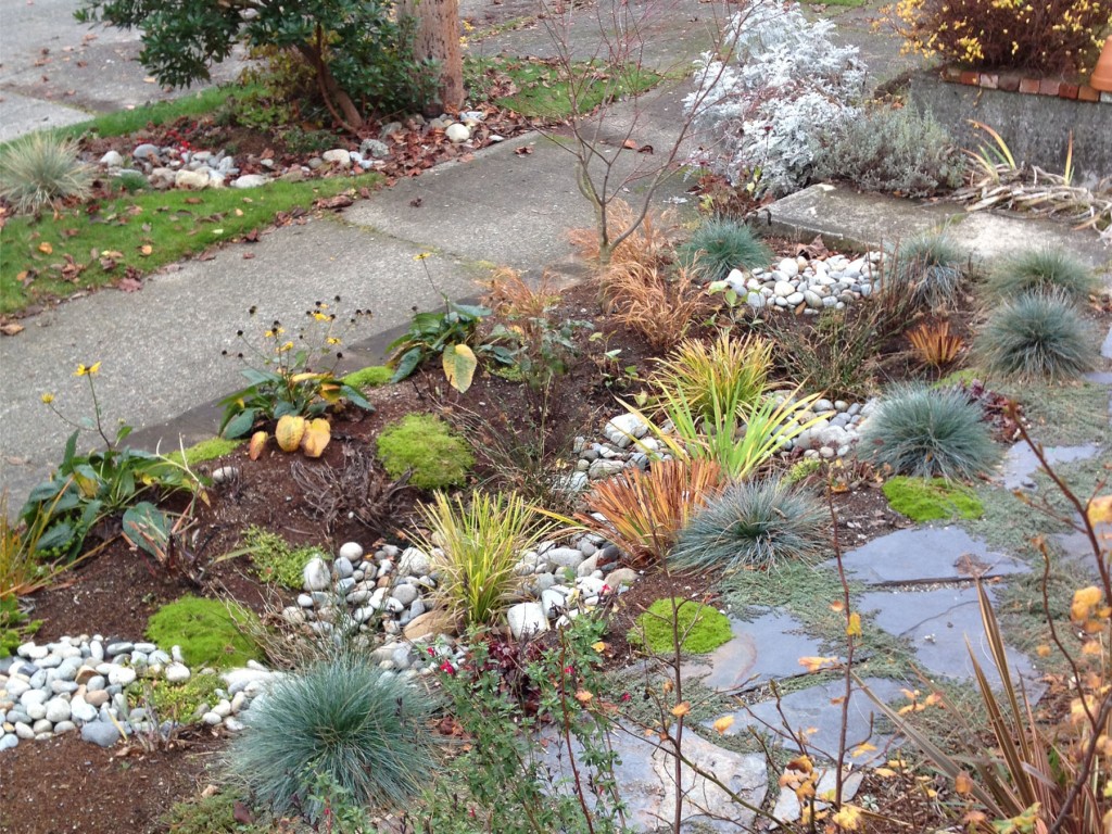 We used a variety of online and nursery resources to find the right plants; our contractor sourced and planted them. In the upper right, you can see the extra project created with leftover materials, in the planting strip. No more river in the sidewalk! [Note: This was not part of the RainWise installation - RainWise can not be applied in planting strips.]