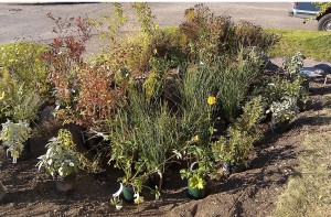 The front raingarden plants about to go in.