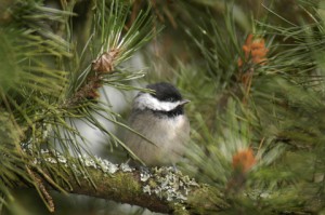 Black capped chickadee, Poecile atricapillus