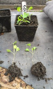 1-Plant deep! Bury those stems