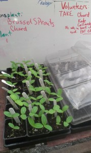 Cukes in the Greenhouse
