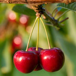 Planting for Pollinators Class – Apr 5