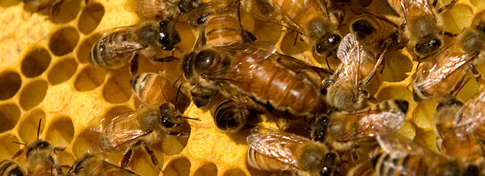 Beekeeping 101: Intro to Beekeeping