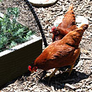 Chickens and the Garden Seminar for Kids – Apr 19