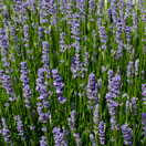 Swansons Seminar – Your Beautiful Dry Summer Garden – May 31