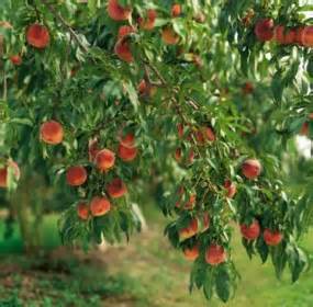 City Fruit looking for fruit trees