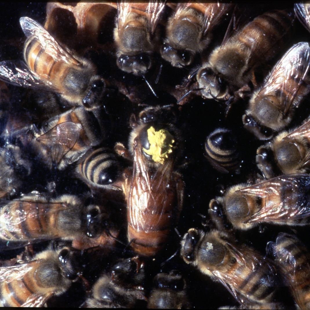 Zoo Class – Pollinators: Saving Our Populations of Bees – Oct 4