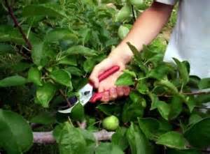 City Fruit: Prune-a-Thon 2015 coming to Ballard on January 3