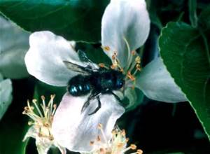 orchard mason bee