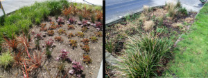 rain-garden-before-and-after