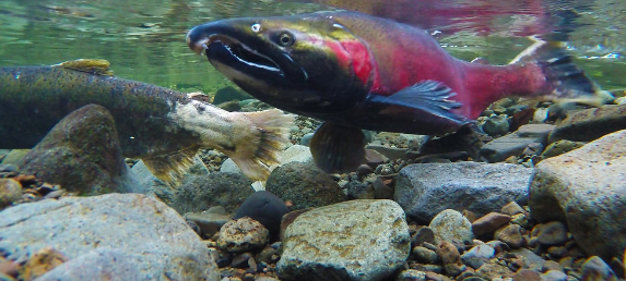 Idle Free Ballard needs your help and so does the local ecosystem!