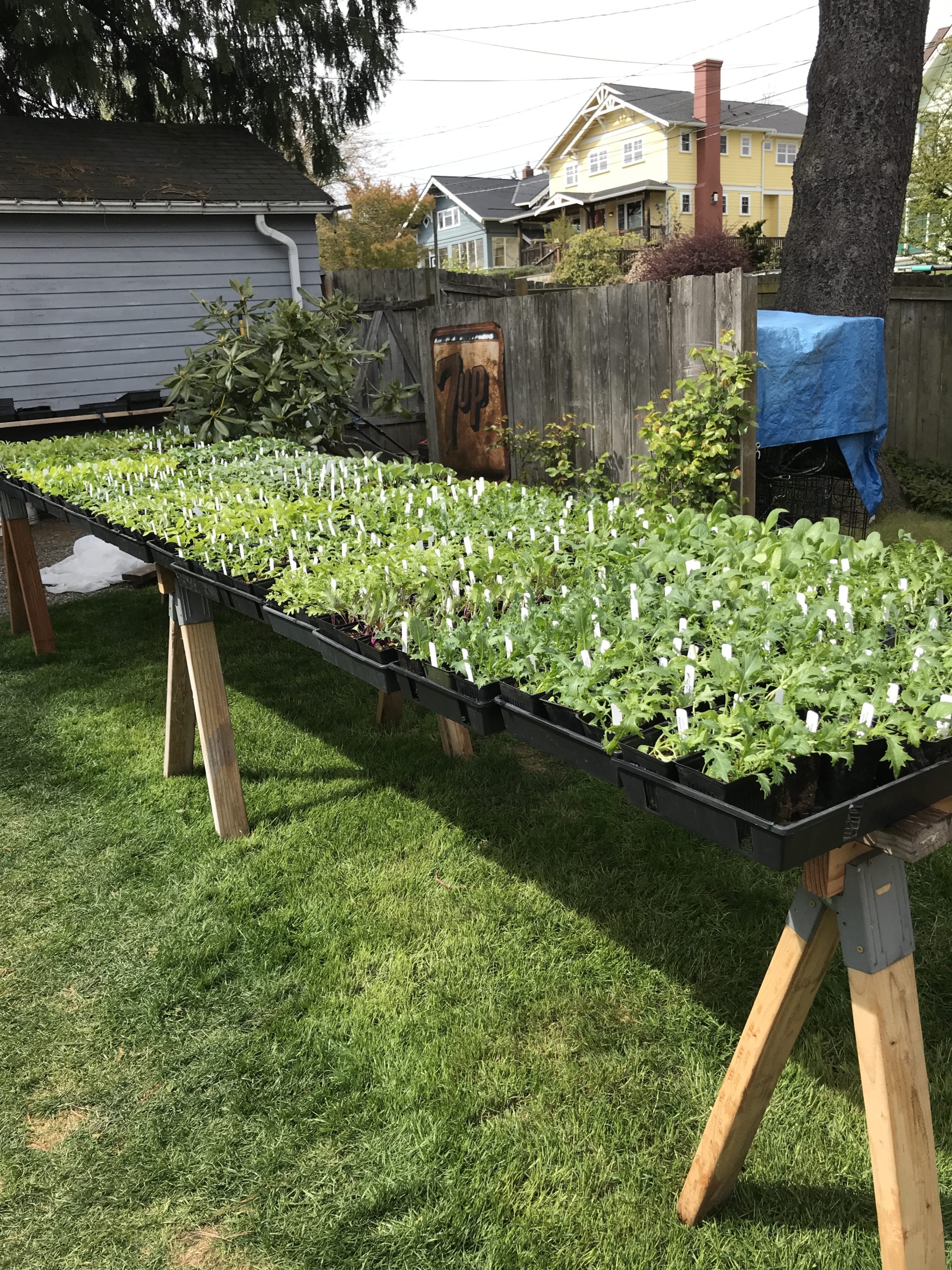 Ballard Sprouts Seed Money Campaign Runs from Nov.15th to Dec.15th