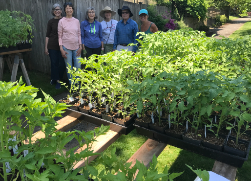 Ballard Sprouts June News-Tomatoes Ready!
