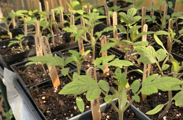Want to be a Giving Gardener?