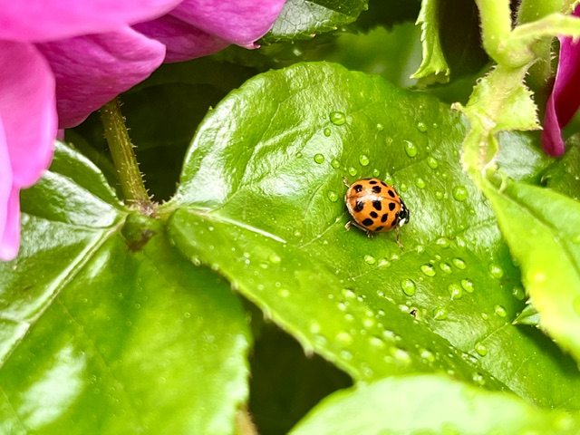 Gardening for Pollinators